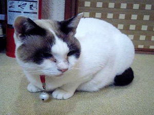 ムーちゃん